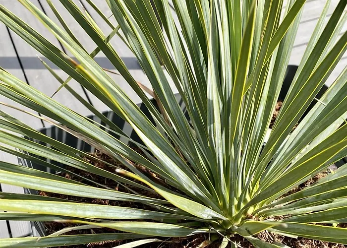 Le Paddock - Et Table D'hotes 住宿加早餐酒店 3*